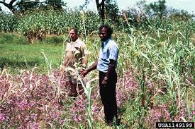 Image result for Striga chrysantha