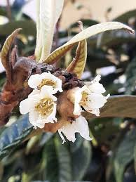 Image result for Eriobotrya