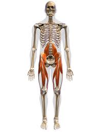 Muscles, arteries, veins and lymphatic system the fascia lata is the deep fascia of the thigh and encloses the muscles and forms the outer limit of the fascial compartments. Common Groin Injuries My Family Physio