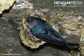 Selain burung kedasih, jika burung pipit ini berkicau secara terus menerus di halaman atau sekitar rumah, ini sayangnya tak banyak yang tahu mengenai jenis burung pada mitos yang satu ini. Mitos Jawa Atau Kejawen Arti Burung Masuk Rumah Menurut 7 Jenis Burung Hewanpedia