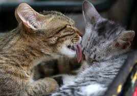 However, cats will also lick each other as a sign of affection. Genial Grooming Why Do Cats Clean Each Other Cat Checkup
