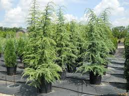 Cedrus libani is a magnificent evergreen tree native to lebanon, jordan, and palestine, and has an important place in the ancient civilizations of that region. Deodar Cedar Trees Buy Deodar Cedar Trees Deodar Cedar Tree Farm