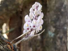 Image result for Polystachya bifida