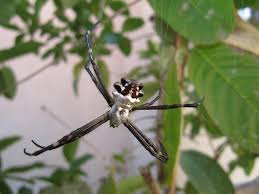 Beetlejuice stayed with her in her parent's old house, helping her whenever she needed help, and seeing that she was taken care of. Argiope Spider Wikipedia