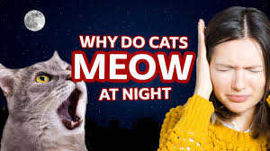 Learn more about what she needs so you both can. Why Do Cats Meow At Night Youtube