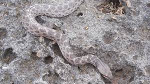 Lost Snake Species Rediscovered In Mexico Snake Natural History Species