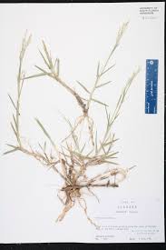 Image result for Panicum repens
