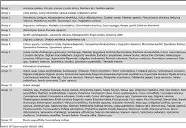 Image result for Harpachne schimperi