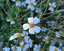 Image result for Bidens pilosa