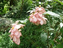 Image result for Mussaenda elegans
