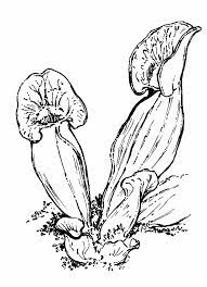 Dionea diagram of flower fly. Sarracenia Purpurea Purple Pitcherplant Go Botany