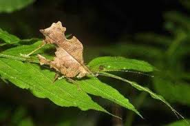Dengan cepat orang berkedok hitam menggerakkan jari tangan menutuk urat gagu mencegah giok si untuk menyelesaikan ucapannya. Penampilan Yang Menipu Cara Mengenali Dan Apa Hama Tanaman Indoor Foto Hama Cara Menghadapi Invasi Serangga Dan Menyelamatkan Tanaman Hias Serangga Daun Hidup