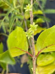 Image result for Dovyalis lucida