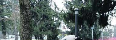 Image result for stella di david