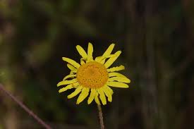 Image result for Pentanema indicum