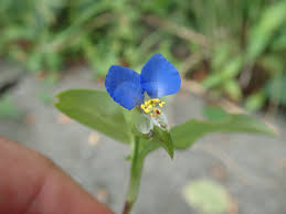 夏 の 野草 一覧