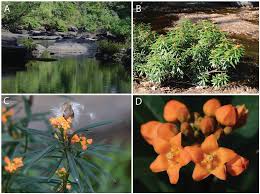 Image result for Apocynaceae subfamilies Asclepiadoideae and Secamonoideae