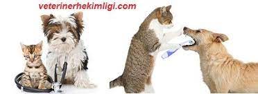 kedim peri 10 yasinda yasli bir kedi veteriner klinigine agiz kokusu icin goturmustum oncesinde kedim icin agiz bakim solusyonlari kedi agiz kokusu hayvanlar