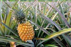 Ananas Enzym Test Wirkung Anwendung Studien 07 21 Arzneimittelfakten