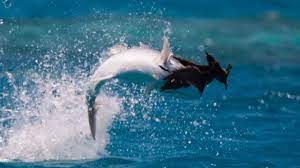 Lift your spirits with funny jokes, trending memes, entertaining gifs, inspiring stories, viral videos, and so much more. Fish Vs Bird Blue Planet Ii Bbc Earth Youtube