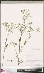 Image result for Brachyachne patentiflora