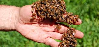 Das Gift Der Bienen Simplyscience