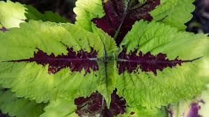 Image result for Coleus