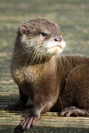 River Otter Lontra Lontras Animais Adoraveis