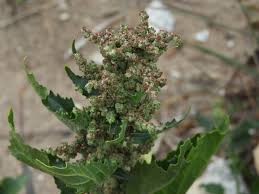 Image result for Chenopodiastrum