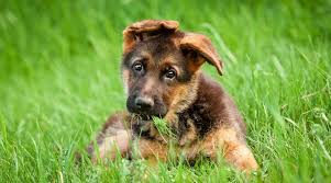 Do you love this name, but want a different spelling?. German Shepherd Dog Names 200 Different Male Female Names