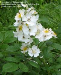 There is a variety to brighten any season. Plant Identification Closed Small White Flowers On Rose Like Shrub 10 Ft High 1 By Nancygroutsis