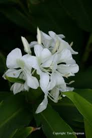 Image result for Helichrysum moggii