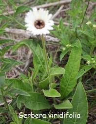 Image result for Gerbera viridifolia