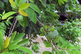Image result for Annona squamosa