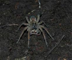 At this point, they have plenty of fur, their eyes are open, and they're eating solid food. Creepy Cannibalism Why Female Spiders Eat Mates Live Science