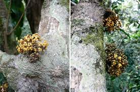 Image result for Triclisia