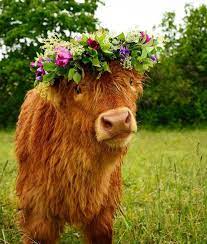 The most common fluffy cow hat material is stretched canvas. Fluffy Cows Aesthetic Cute Strawberry Cow Wallpaper Novocom Top