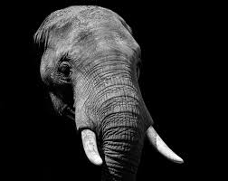 Elephant Wallpapers Free Hd Download 500 Hq Unsplash Download iphone 12 wallpapers hd, beautiful and cool high quality background images collection for your device. elephant wallpapers free hd download