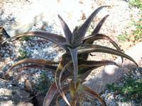 Image result for Aloe bicomitum