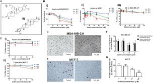 frontiers actein inhibits the proliferation and adhesion