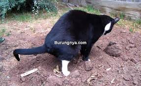 Salah satu trik cara melatih kucing peliharaan atau cara untuk kucing tidak berak sembarangan yang efektif ialah menaruh kotak kotoran yang mudah dijangkau kucing, tidak ramai dan kalau bisa bebas dari aktifitas hewan ataupun manusia. 13 Cara Mengusir Kucing Buang Kotoran Di Depan Rumah Burungnya Com