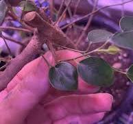 Ficus benjamina grew a round leaf? : r/houseplants