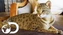 Top 5 Biggest Domestic Cats | Cats Around The Globe