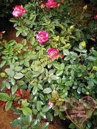 Shop for live plants in garden center. Potted Rose Plants For Sale Andi S Flowers And Plants Facebook