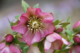 Check spelling or type a new query. Plants That Grow In Full Shade
