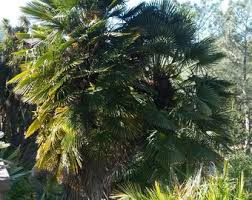 Image result for Usteria guineensis