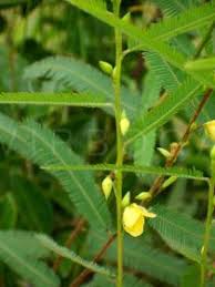 Image result for Chamaecrista mimosoides