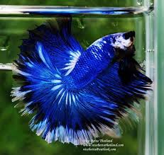 Dont miss out on this opportunity to buy show quality male bettas at an amazing price. Nice Betta Thailand Co Ltd Betta Fish For Sale Siamese Fighting Fish Betta Fish Breeding Betta Fish Betta Fish Care
