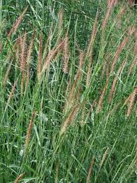 Image result for Panicum graciliflorum