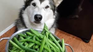 Pork by itself is about as safe as beef, chicken, and other meats. Can Dogs Eat Green Beans Pethelpful